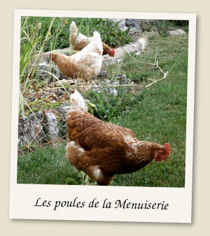 Les poules de la Menuiserie